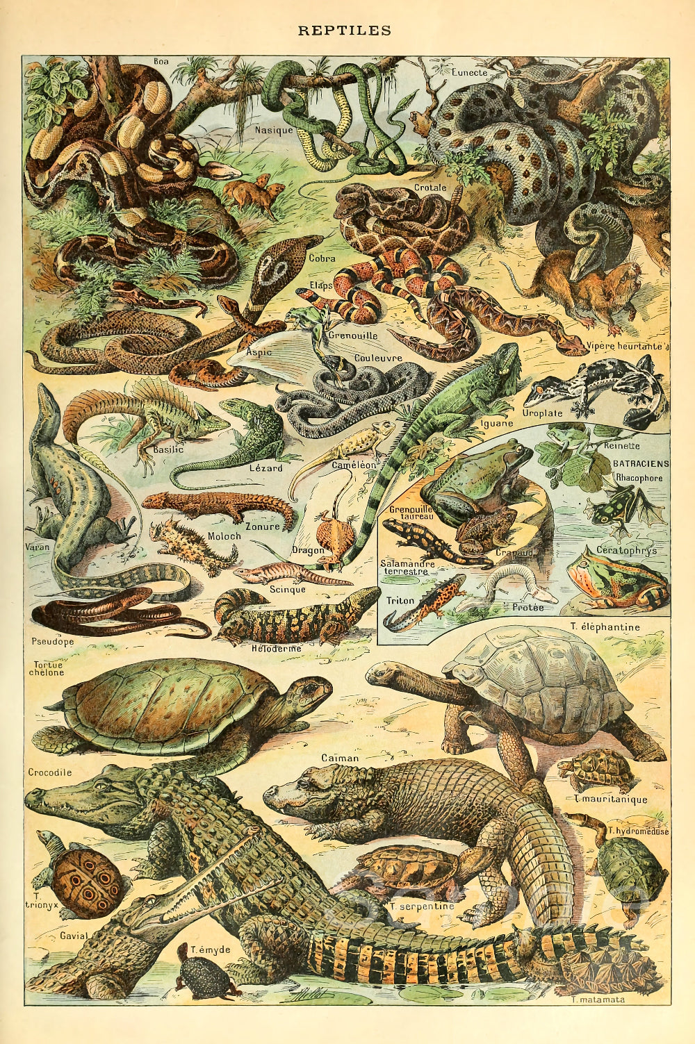 A vintage-style poster featuring various reptiles such as snakes, lizards, turtles, and crocodiles.
