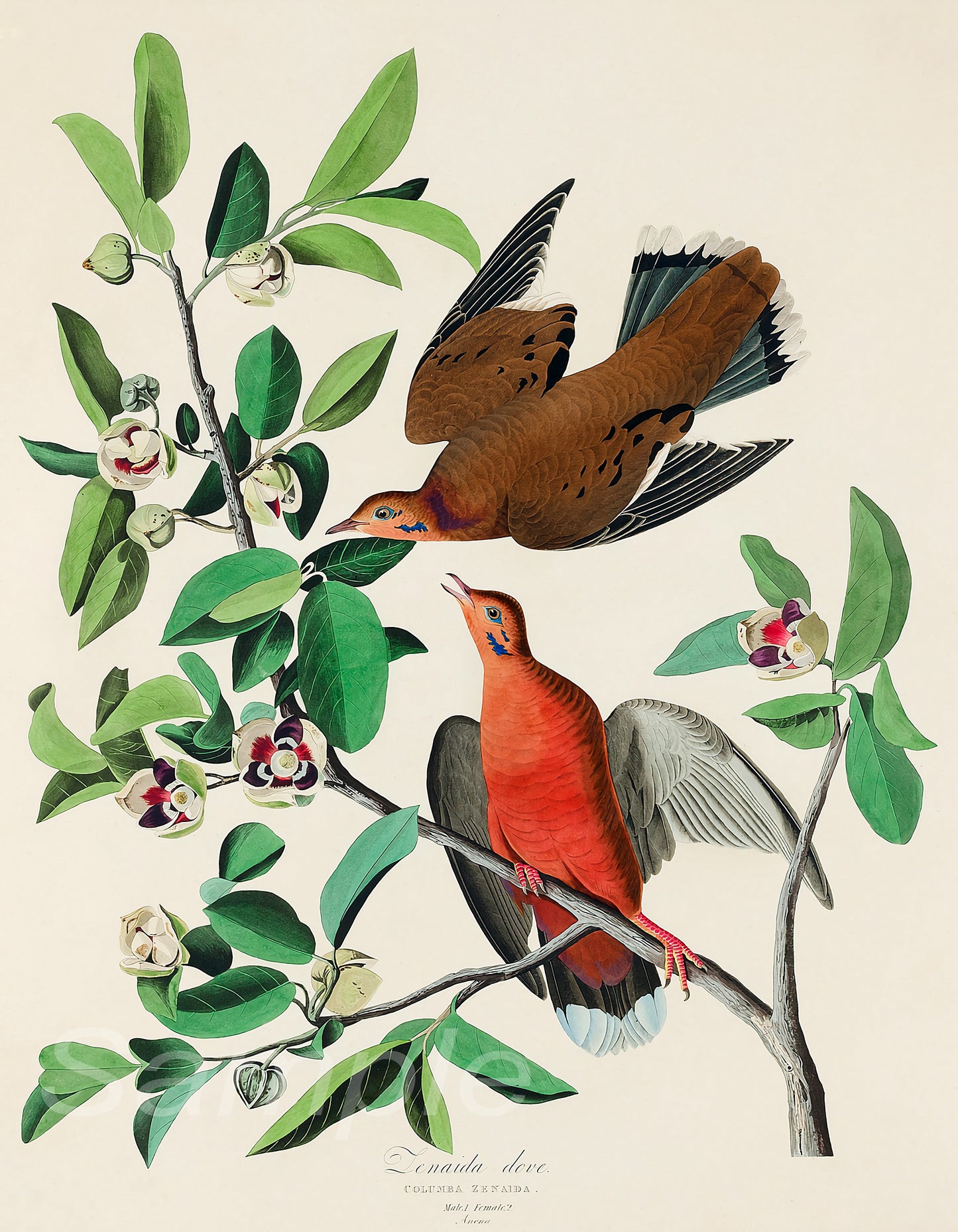 A vintage poster print featuring two colorful birds perched on branches with green leaves and red berries.