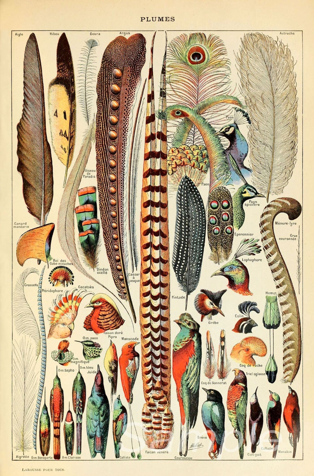 A vintage illustration of various birds' feathers, showcasing different patterns and colors.