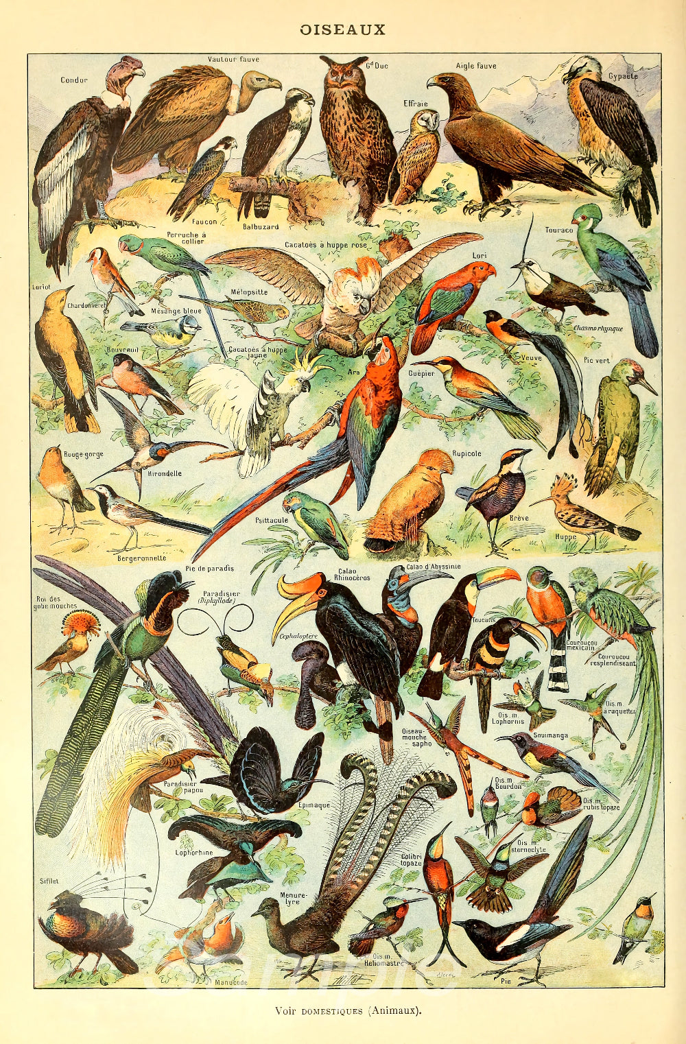 A vintage poster print featuring a collection of various birds, labeled with their names in French.