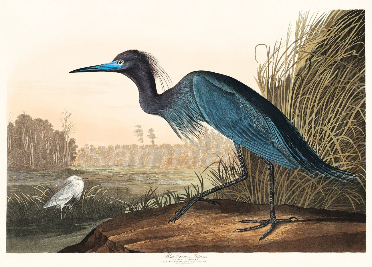 Illustration of a blue heron standing on a log with a natural landscape in the background