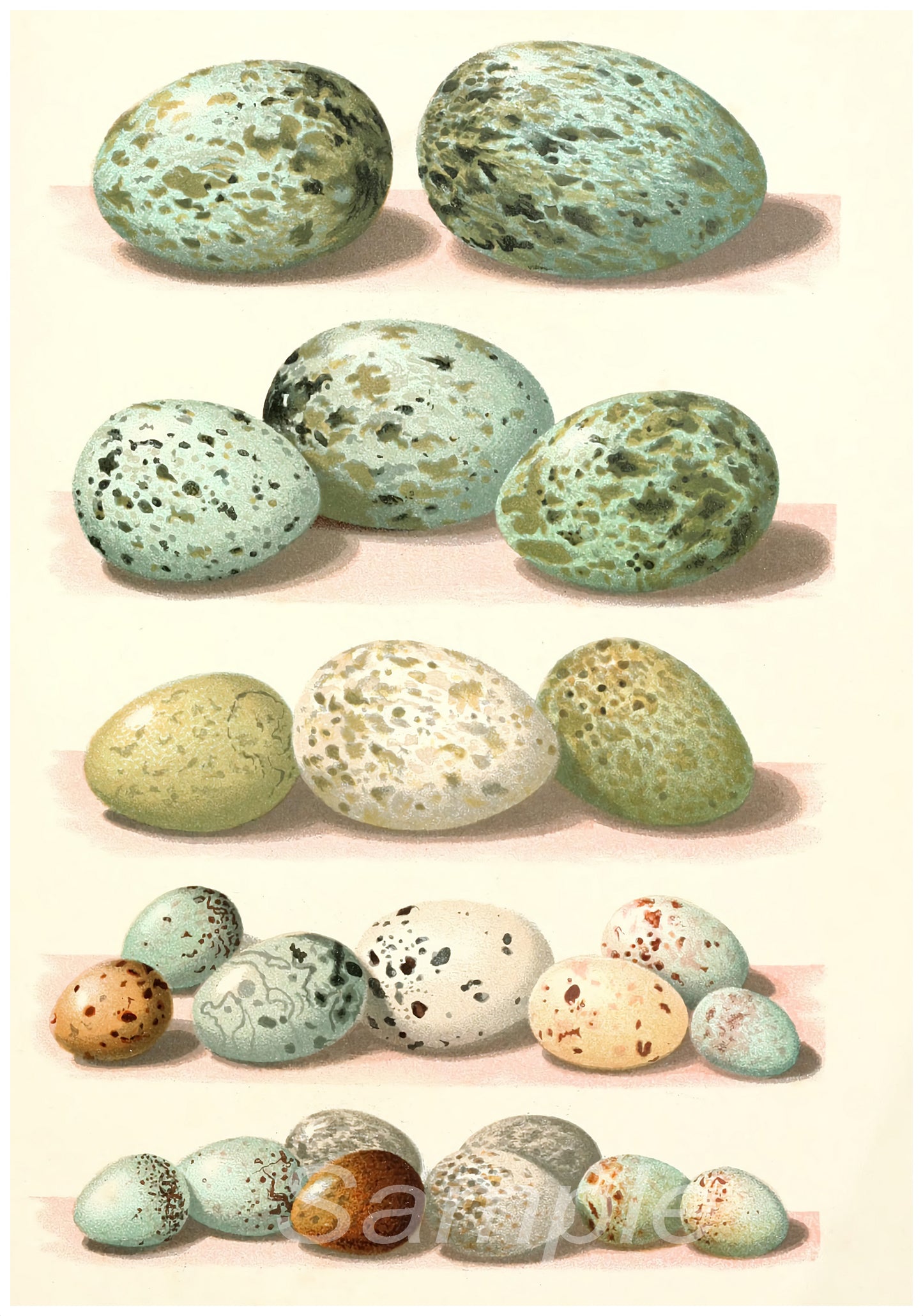 A collection of vintage-style posters depicting various speckled bird eggs in different shades of green, brown, and white.