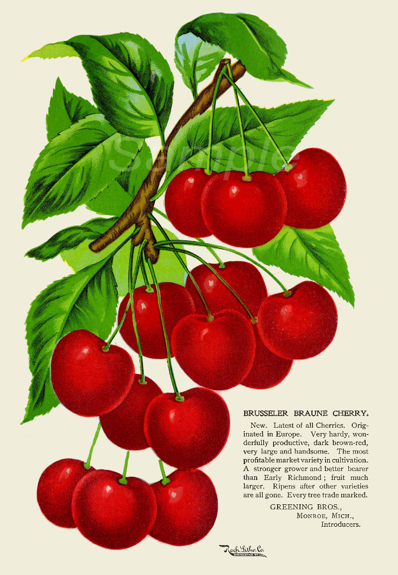 A vintage style poster print depicting a branch of cherries with leaves, professionally printed on matte photo paper.