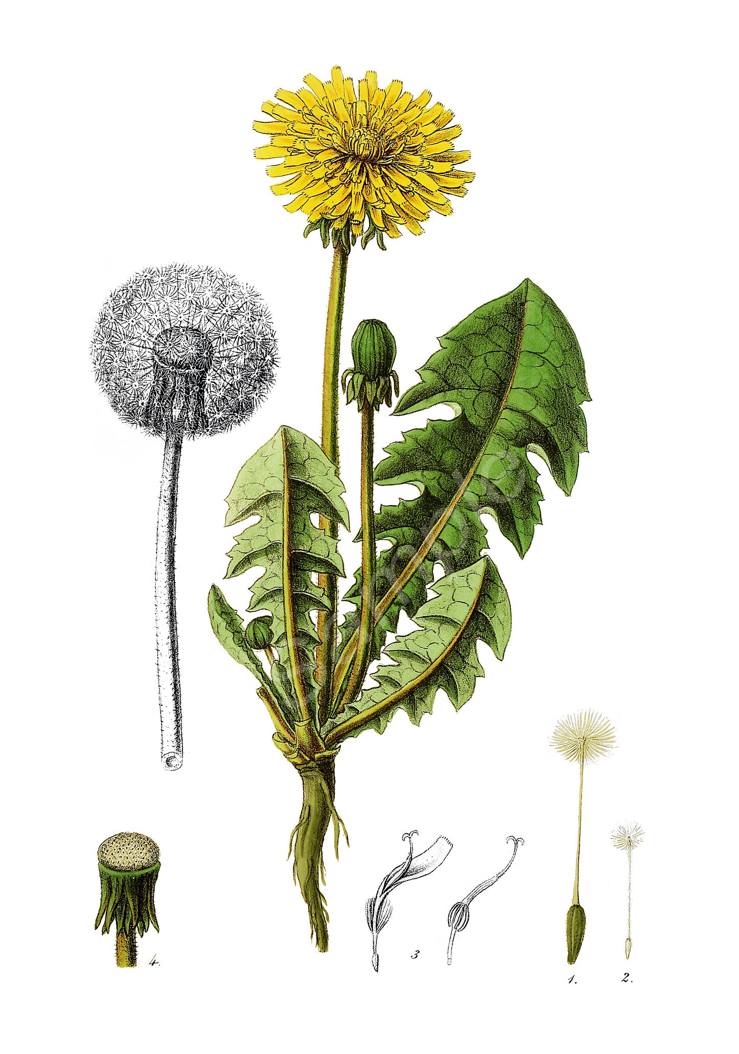 Illustration of a dandelion plant with detailed features on a white background