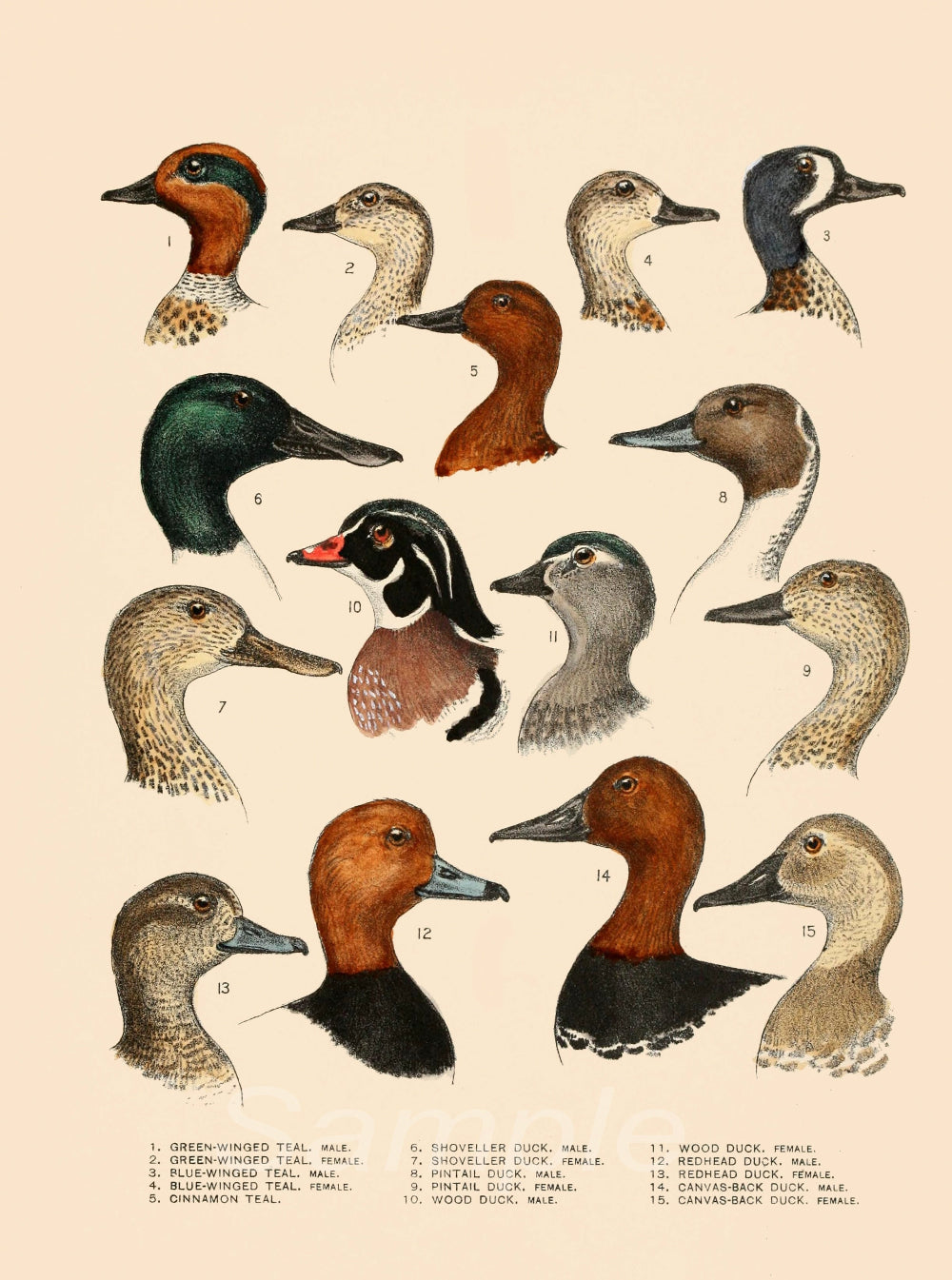 Illustration of various duck species with labeled heads on a beige background
