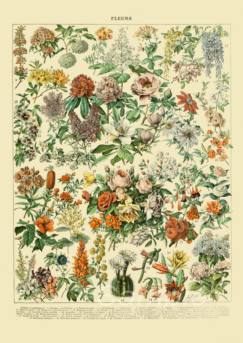 A vintage botanical poster featuring various floral patterns and species