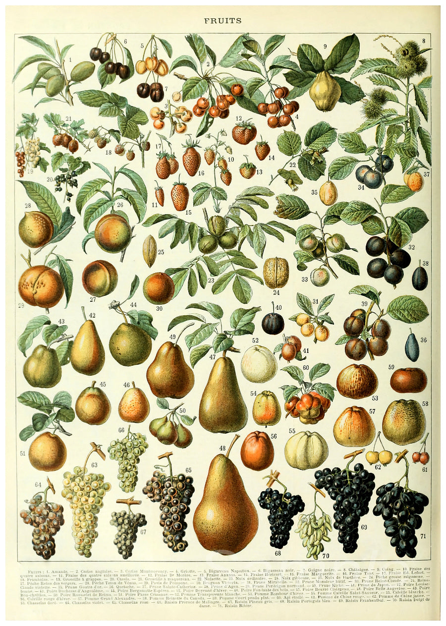 A vintage poster featuring a detailed botanical illustration of various fruits.