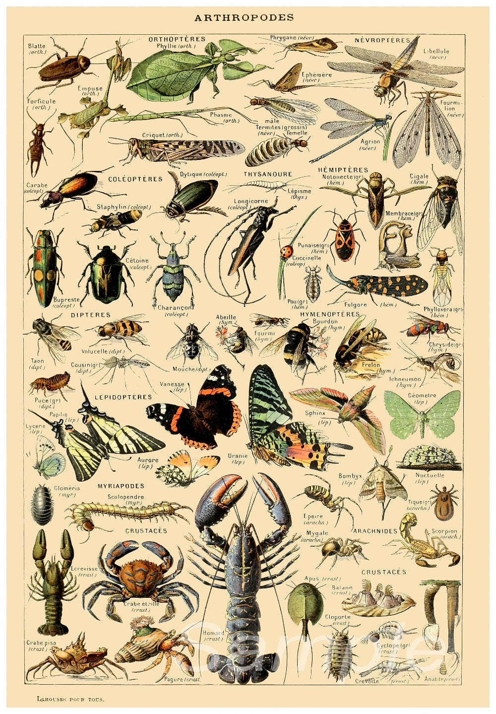 A vintage style poster featuring detailed illustrations of various insects.