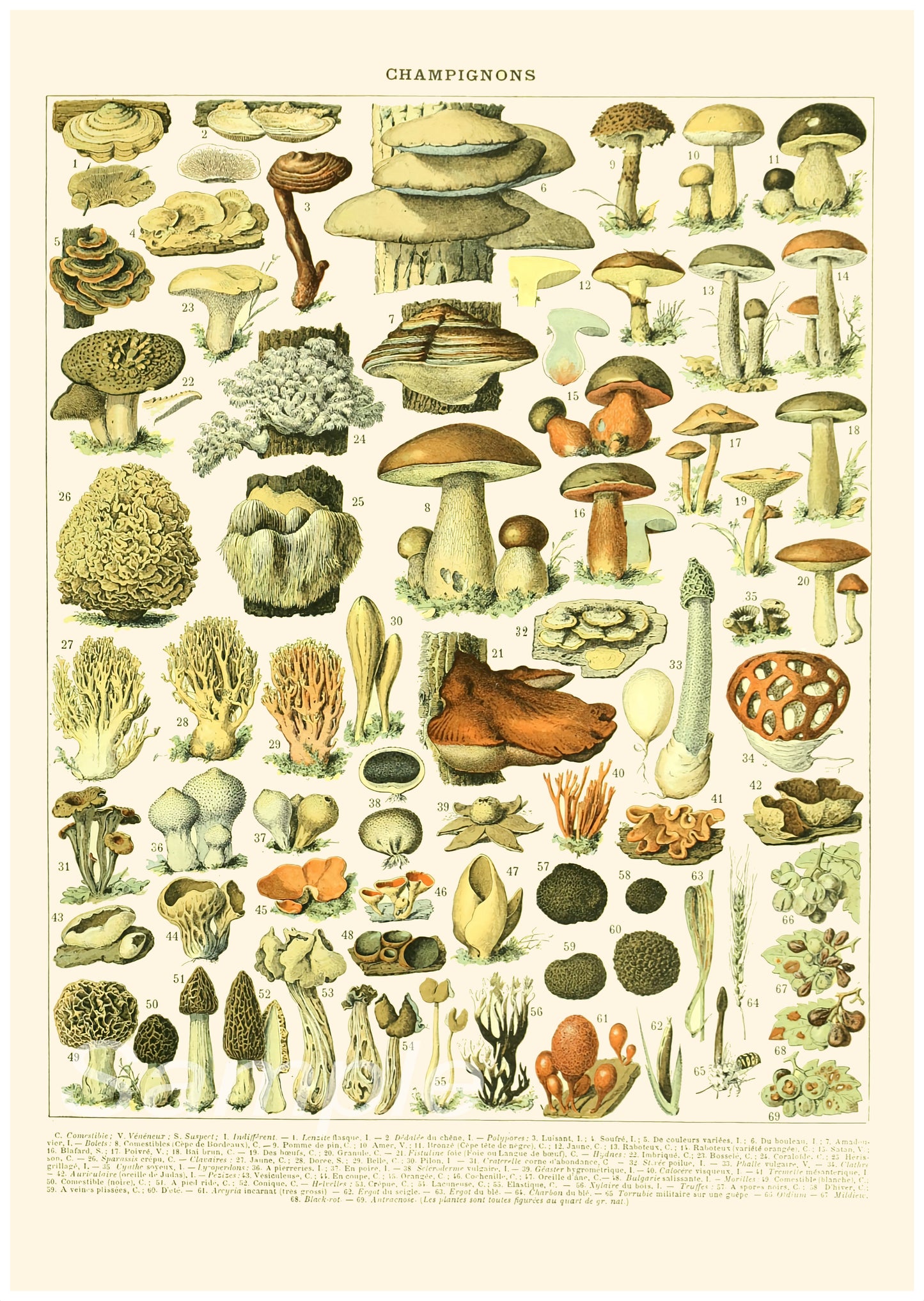 A vintage poster print featuring various illustrations of mushrooms and other botanical elements, labeled 'Champignons'.