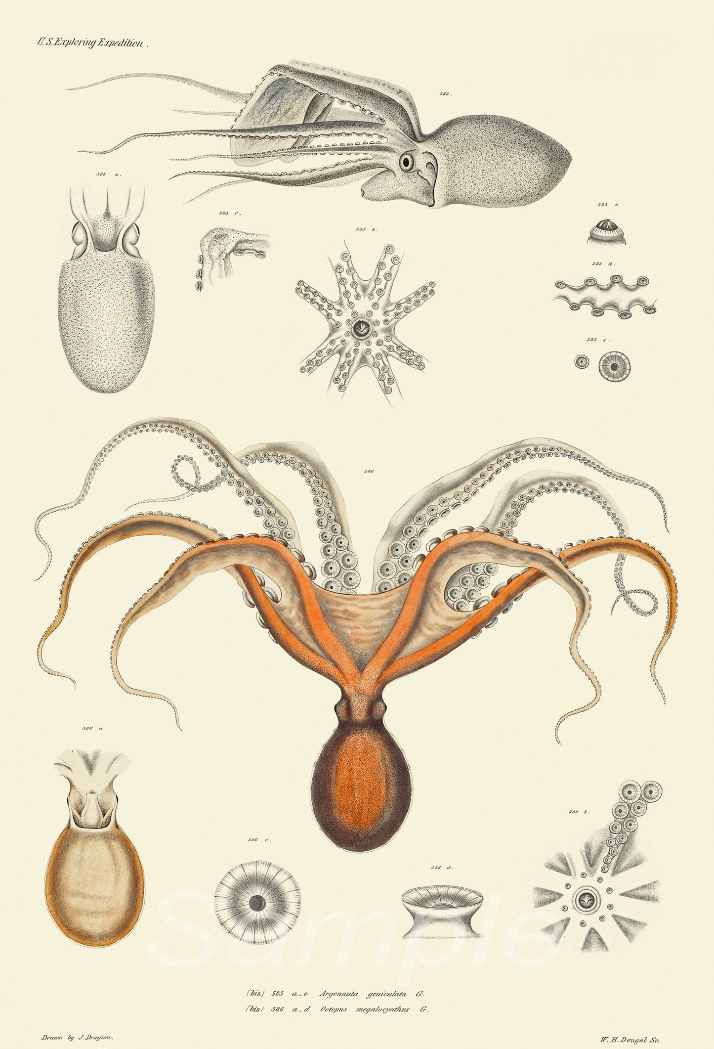 Illustration of various cephalopods including an octopus and squid on a beige background.