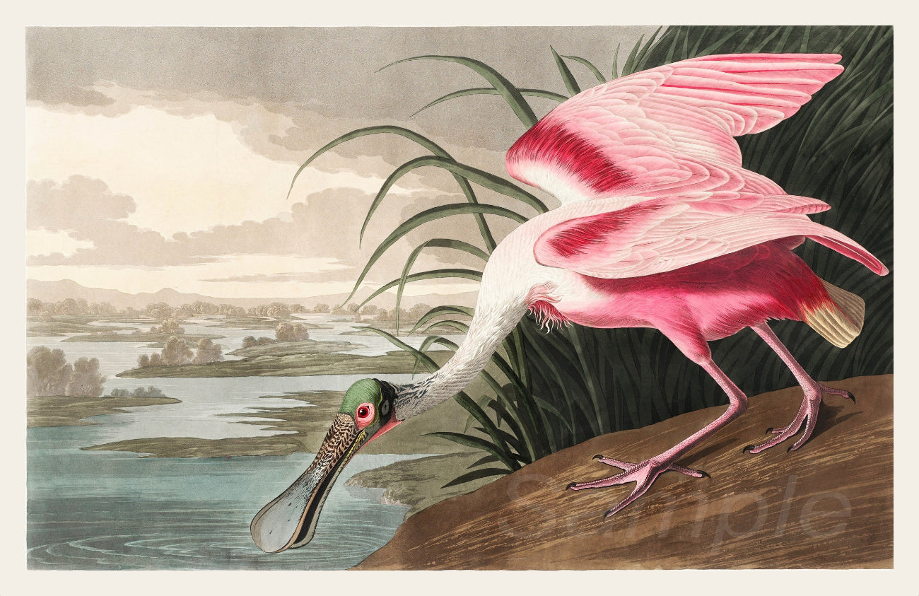Pink bird with a long beak on a natural landscape background