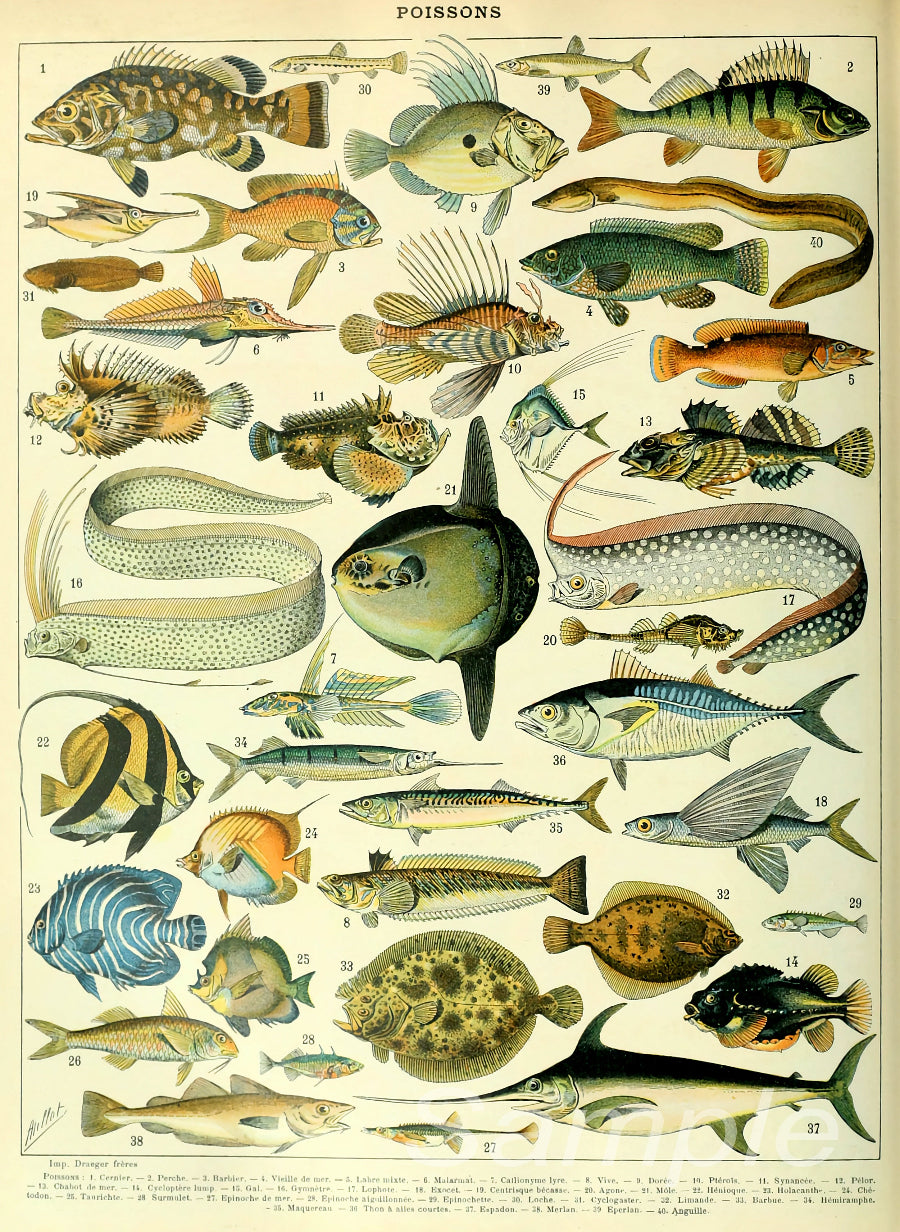 A vintage-style poster print featuring various sea life illustrations, including fish and other marine animals.