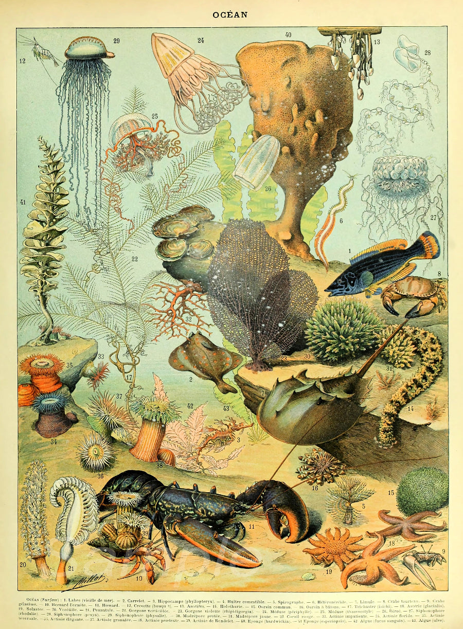 A vintage sea life poster featuring various illustrations of ocean creatures, coral, and marine life.