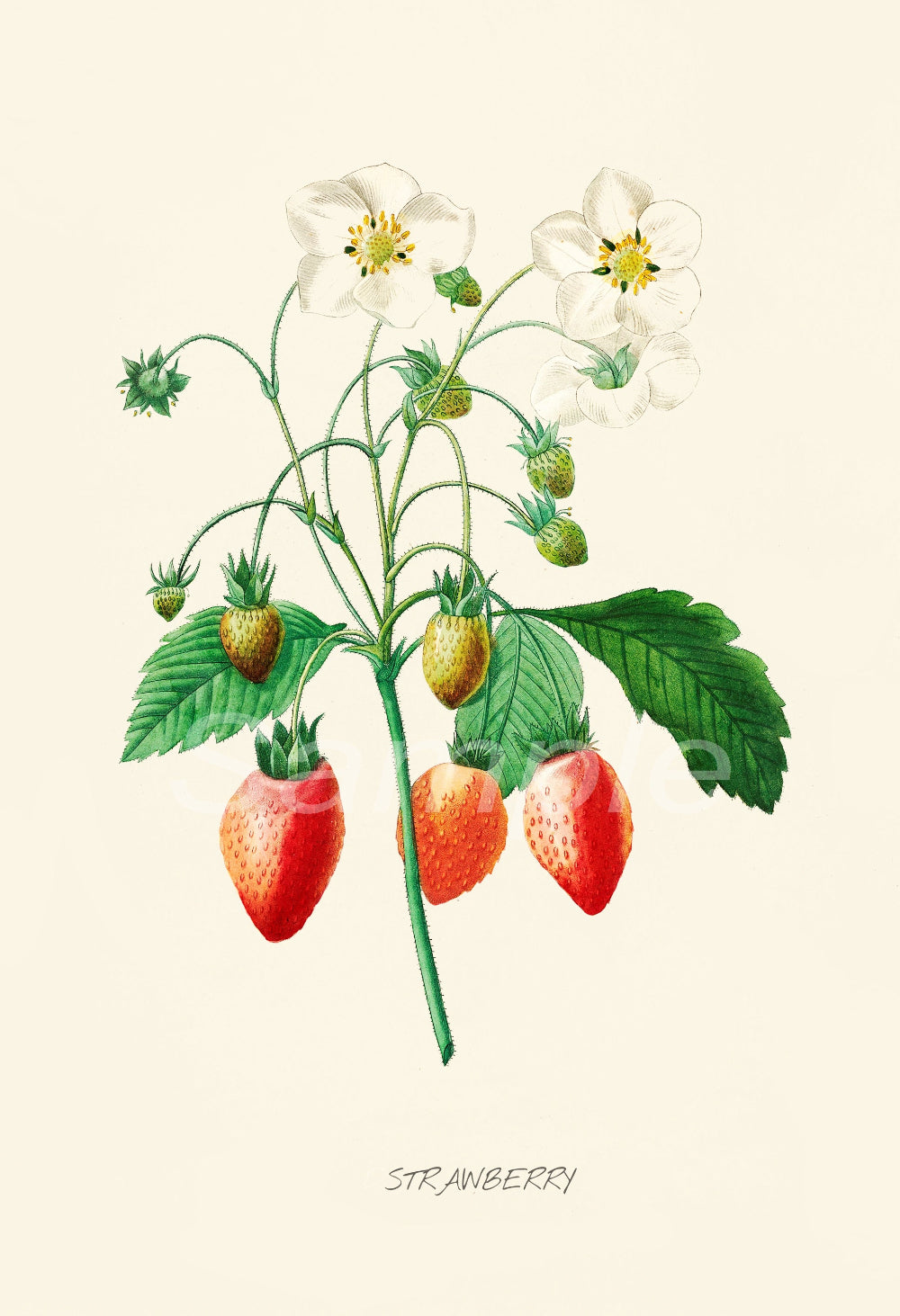 Illustration of strawberries with leaves and flowers on a beige background