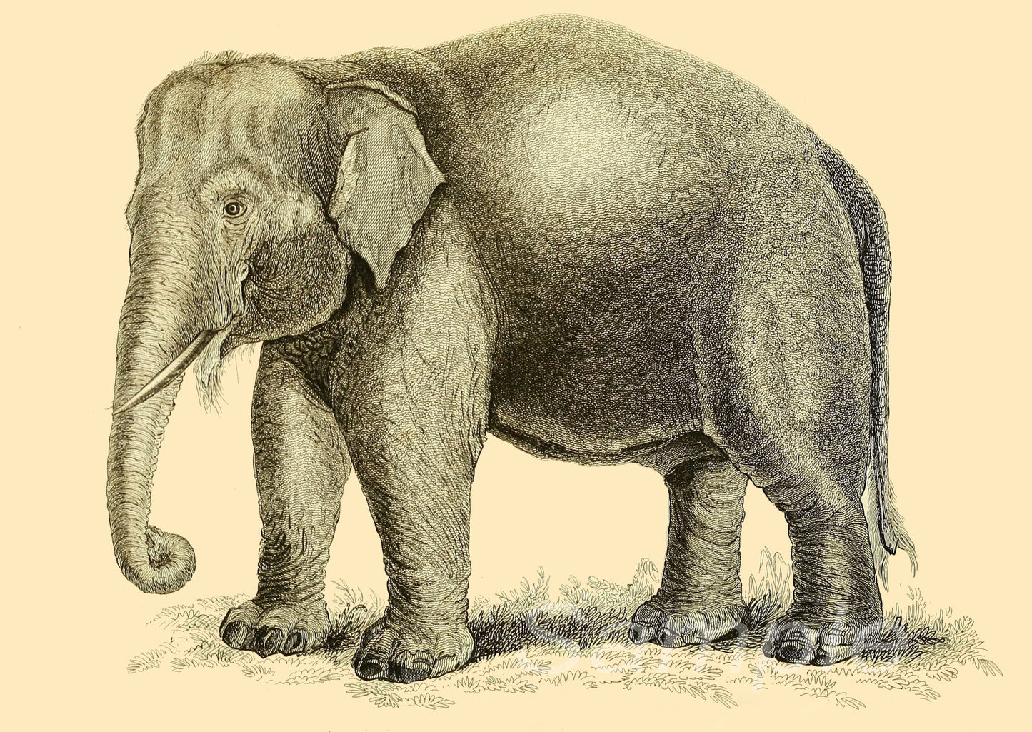 A vintage style poster print depicting a single elephant standing on a grassy surface.