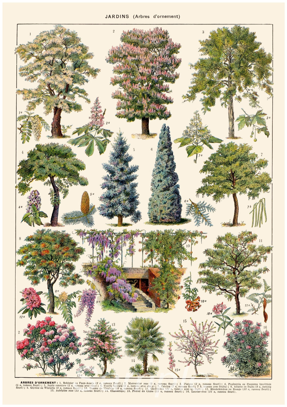A vintage style poster featuring various illustrations of trees with a focus on botanical details.