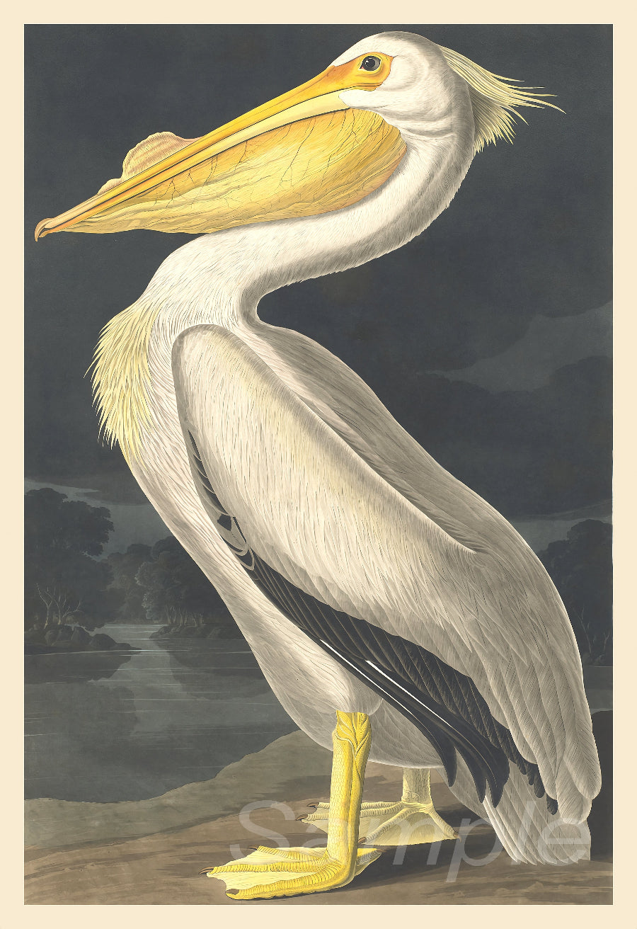 Illustration of a pelican with a dark landscape background