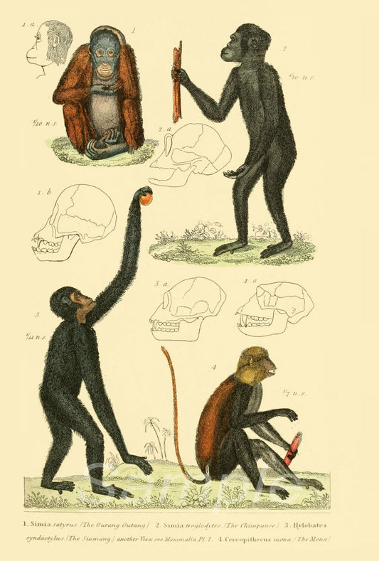 1834 Orangutan Monkey Print
