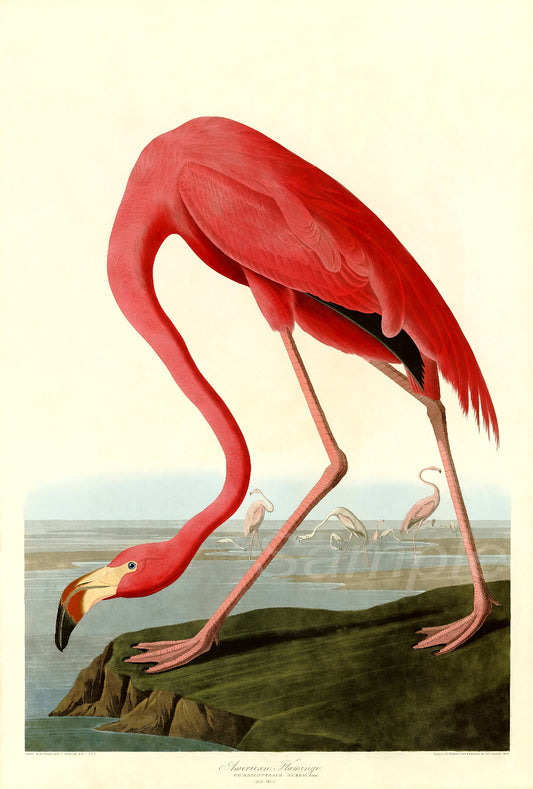 Illustration of a pink flamingo on a cliff with water and other flamingos in the background.