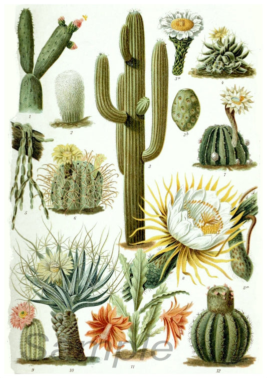 A vintage poster print featuring various illustrations of cacti in different sizes and colors, with a label at the bottom.