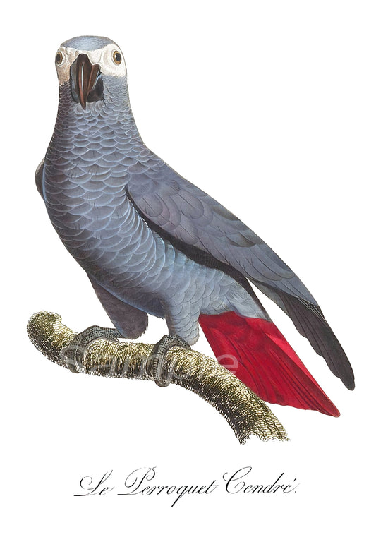Illustration of a parrot with a red tail on a branch