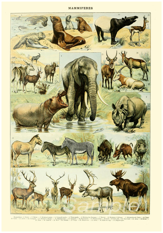 A vintage poster featuring various animals, including birds and mammals, arranged in a grid pattern.