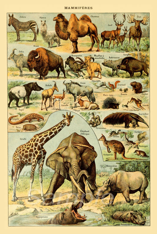 A vintage style poster featuring various animals, both extinct and extant, in a educational chart format.