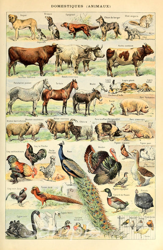 A vintage style poster featuring various domestic animals, arranged in a grid pattern on a white background.