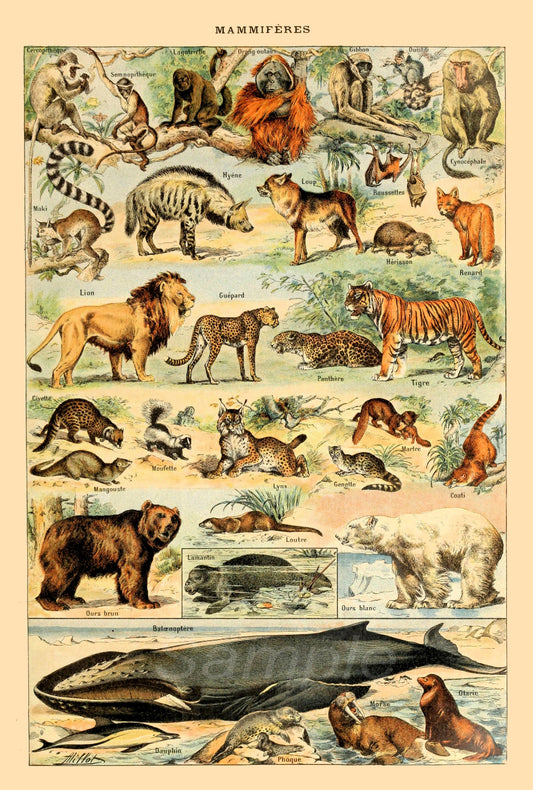 A vintage poster featuring various animals, both terrestrial and marine, in a colorful illustration.