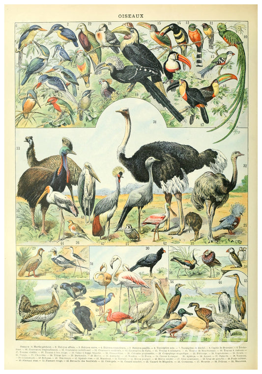 A vintage poster print featuring various illustrations of birds.