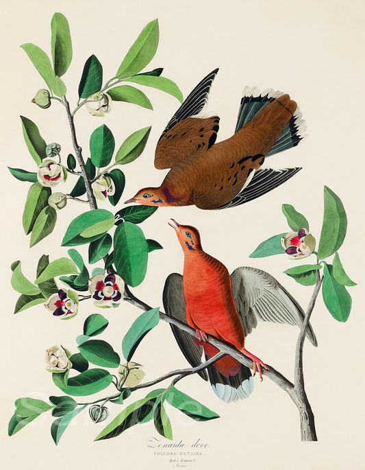 A vintage poster print featuring two colorful birds perched on branches with green leaves and red berries.