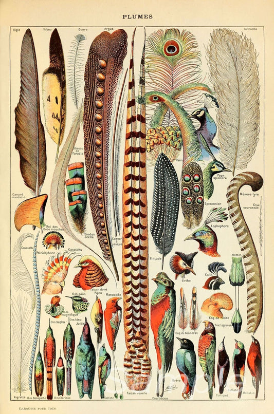 A vintage illustration of various birds' feathers, showcasing different patterns and colors.