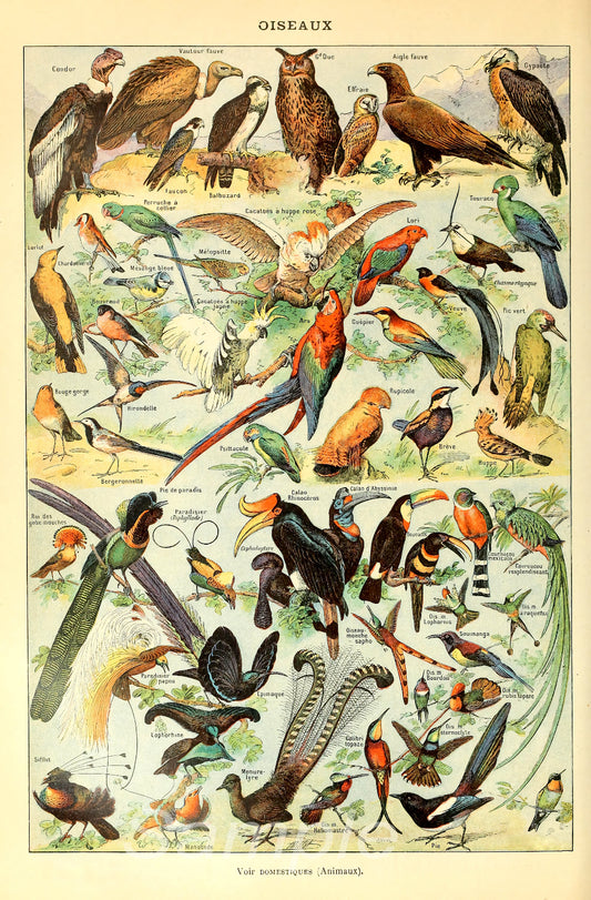 A vintage poster print featuring a collection of various birds, labeled with their names in French.