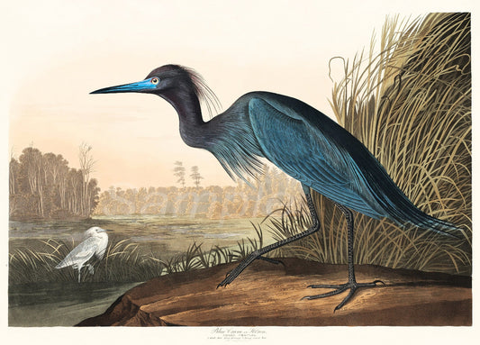 Illustration of a blue heron standing on a log with a natural landscape in the background