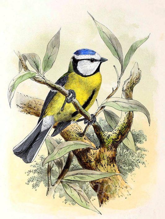 A vintage style poster of a blue tit bird perched on a branch surrounded by leaves.