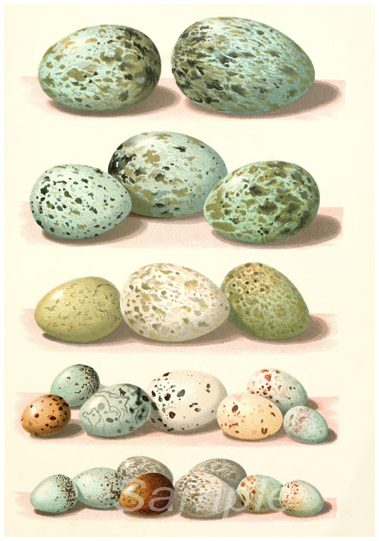 A collection of vintage-style posters depicting various speckled bird eggs in different shades of green, brown, and white.