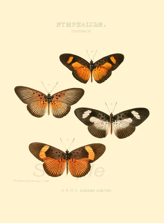 A vintage poster print featuring four different species of butterflies, labeled with their names and dates of publication.
