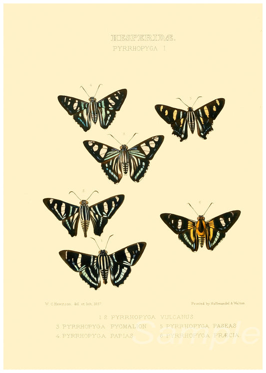 A vintage style poster print featuring illustrations of various butterflies.