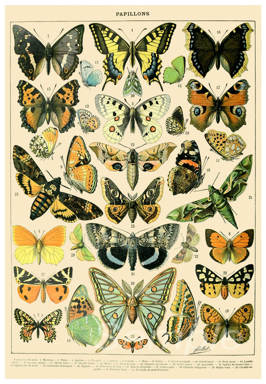 A vintage poster print featuring various colorful butterfly illustrations from the late 19th and early 20th centuries.