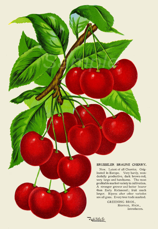 A vintage style poster print depicting a branch of cherries with leaves, professionally printed on matte photo paper.