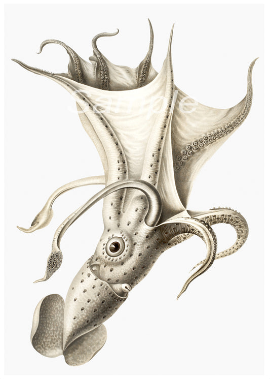A vintage style poster print depicting a detailed illustration of a squid with tentacles extended.