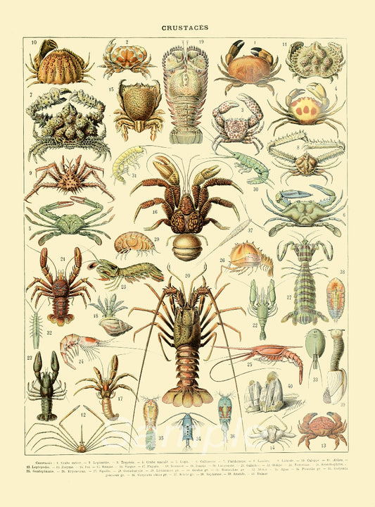 A vintage style poster featuring various illustrations of crabs and lobsters in a chart format.