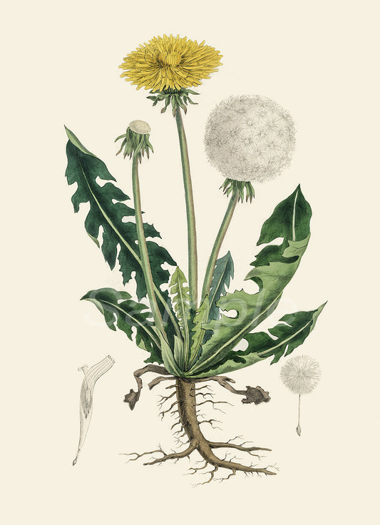 Illustration of a dandelion plant with flowers and roots on a beige background