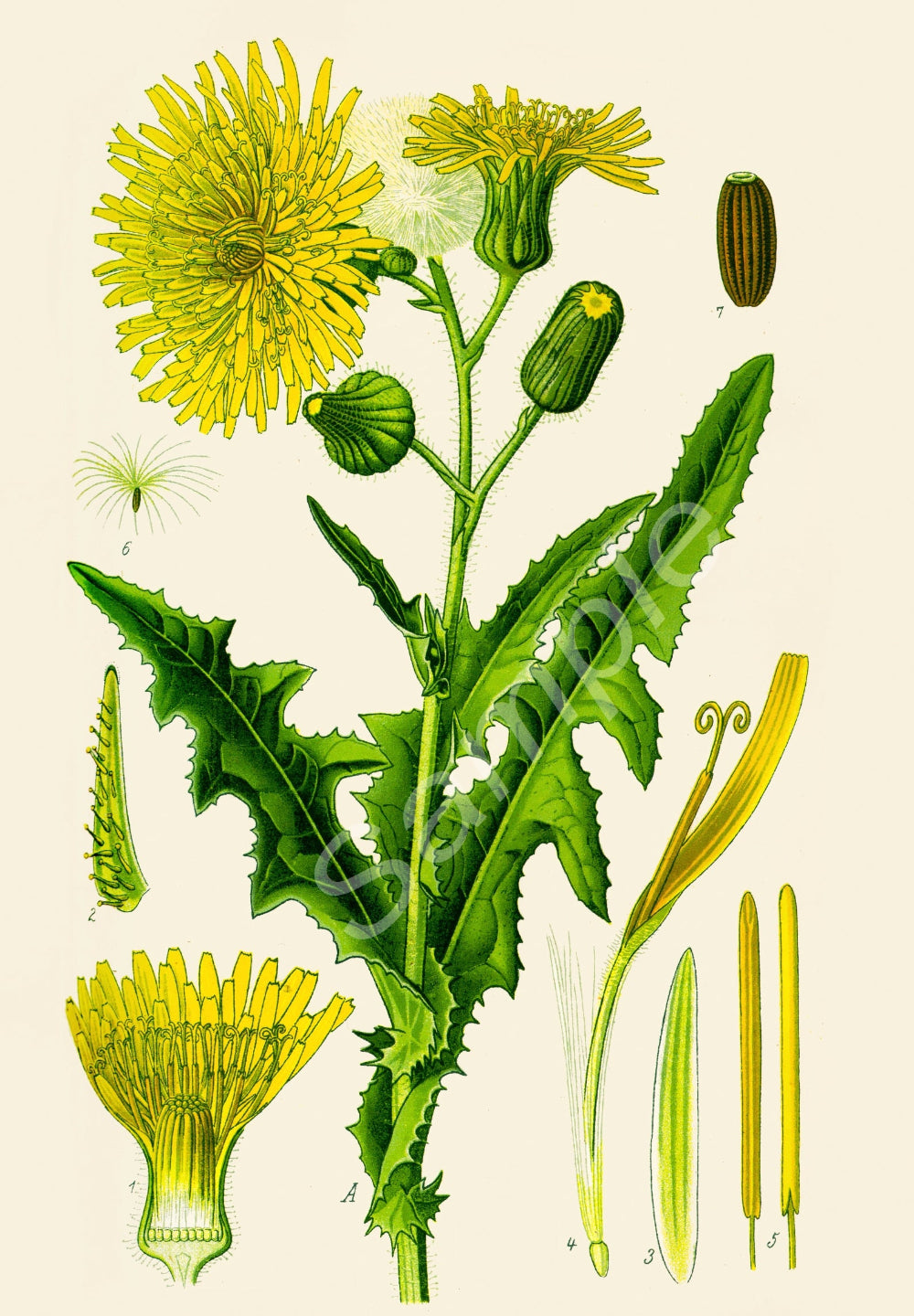 Detailed illustration of a dandelion plant with various parts on a beige background
