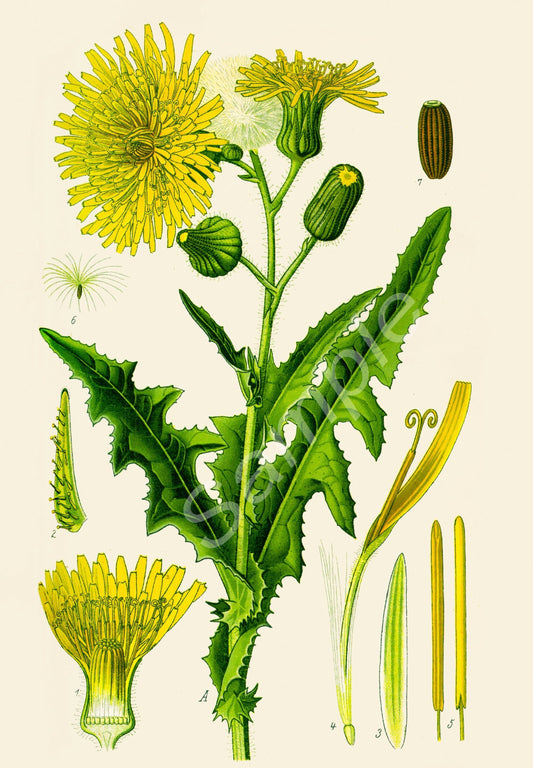 Detailed illustration of a dandelion plant with various parts on a beige background