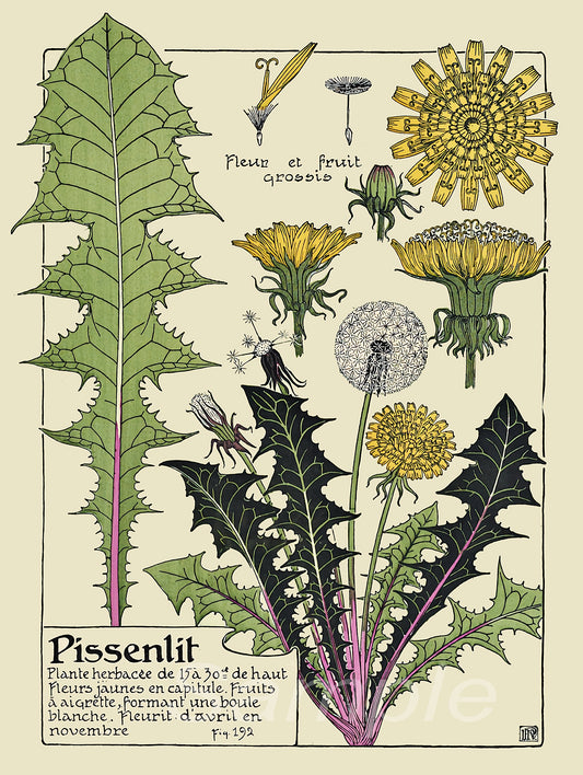 A vintage poster print featuring various stages of dandelion growth, from leaves to flowers, in a colorful illustration style.