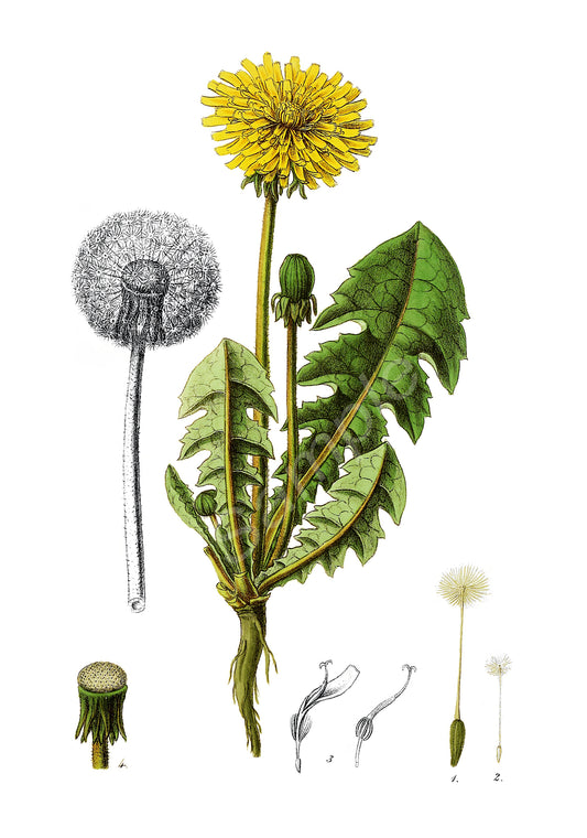 Illustration of a dandelion plant with detailed features on a white background