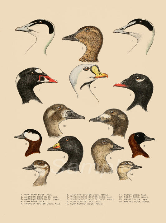 Illustrations of various duck species with their heads on a beige background