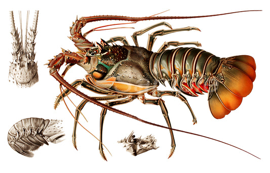 A vintage style poster featuring a detailed illustration of a European lobster with additional sea life elements in the corners.
