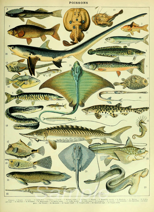 A vintage poster print featuring various fish and ocean life illustrations, including fish, shells, and other marine life forms.